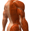 muscle groups of the back