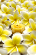 frangipani flowers and candle